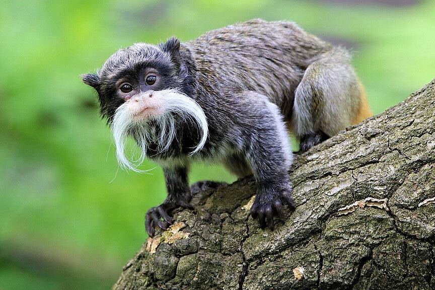 m_zoo-leipzig-kaiserschnurrbarttamarin Tourismus Bad Lausick – Touristinformation